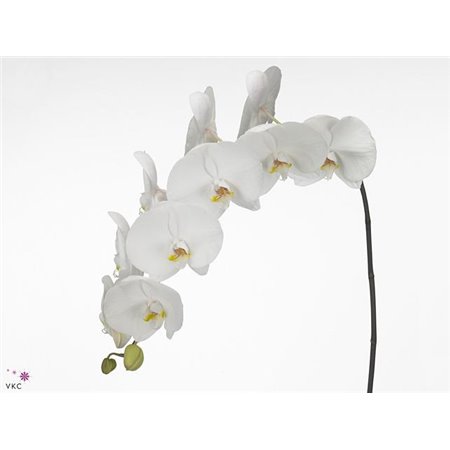 Phalaenopsis Sensation White c2426