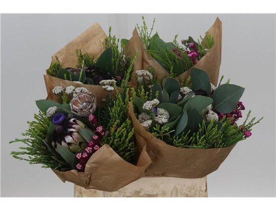 Proteja (p. bunch) c2482