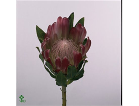 Proteja Brenda c2483