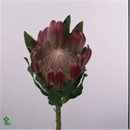 Proteja Brenda c2483