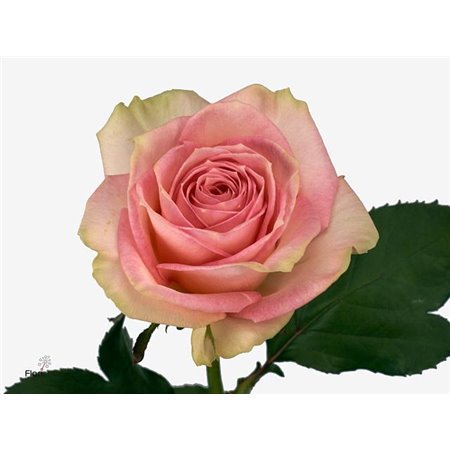 Vrtnica Esperance c2627