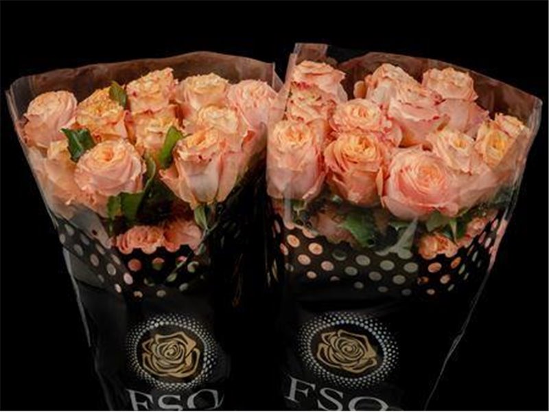 Vrtnica Gar Princess Crown c2684