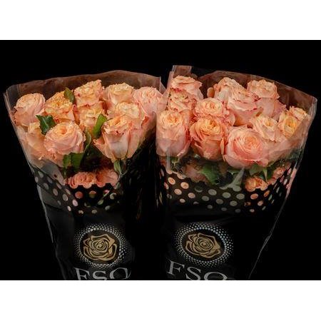 Vrtnica Gar Princess Crown c2684