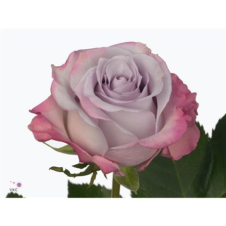 Vrtnica Garden Purple Haze c2688