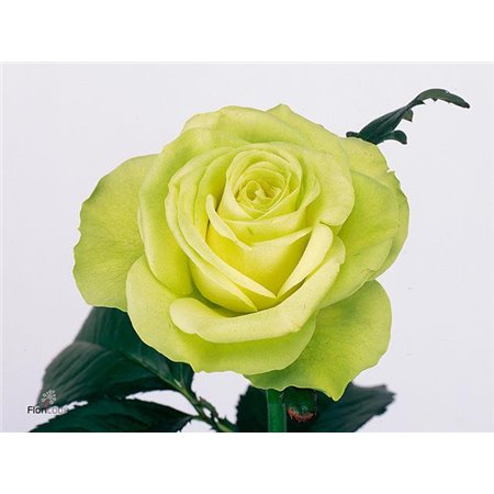 Vrtnica Lemonade c2726
