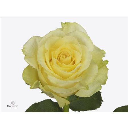 Vrtnica Mignon c2761