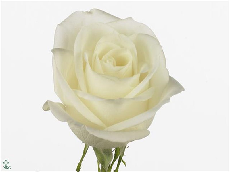 Vrtnica Tibet c2856