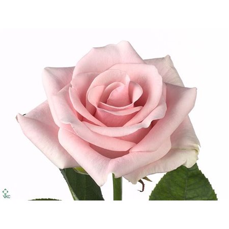 Vrtnica Tinted Sweet Love c2859