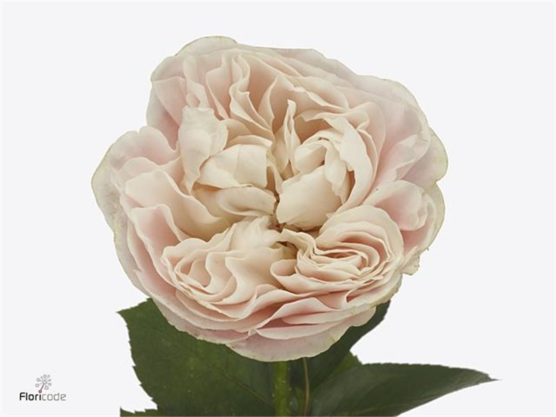 Vrtnica Chiffon x40 c3226
