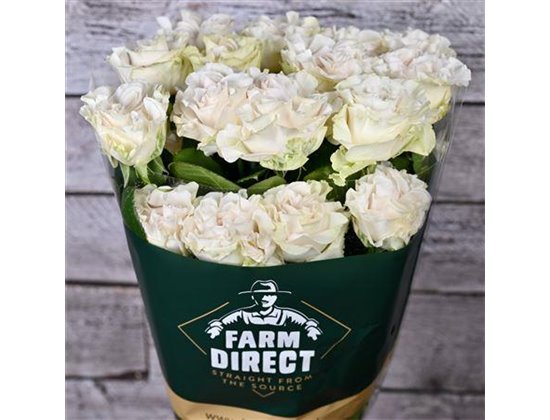 Vrtnica Cotton Xpression c3239