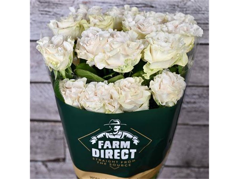 Vrtnica Cotton Xpression c3239