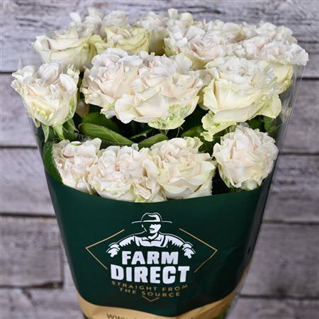 Vrtnica Cotton Xpression c3239