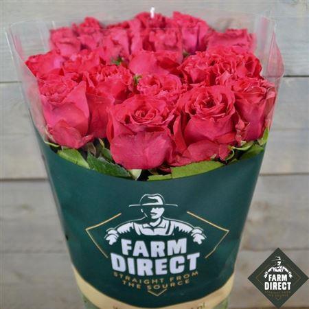 Vrtnica Exotic Berry c3286