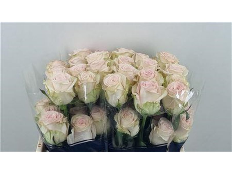 Vrtnica Happy Bride Ll c3329