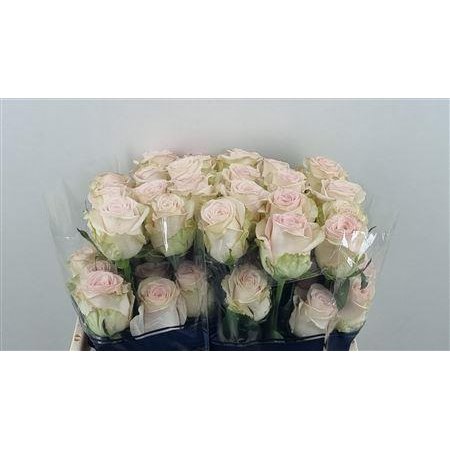 Vrtnica Happy Bride Ll c3329