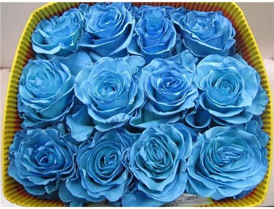 Vrtnica Pale Blue Equador c3446