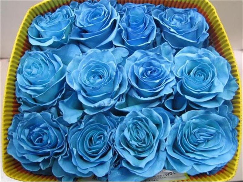 Vrtnica Pale Blue Equador c3446