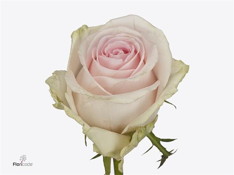 Vrtnica Revival Sweet c3520