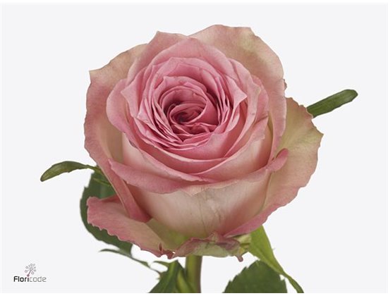 Vrtnica Sweet Elegance c3564