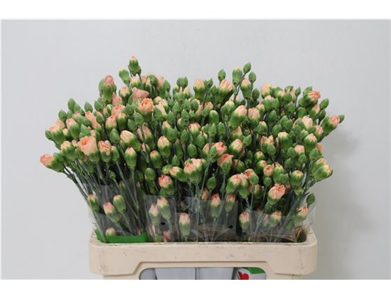 Nagelj Nectarine X10 c3777