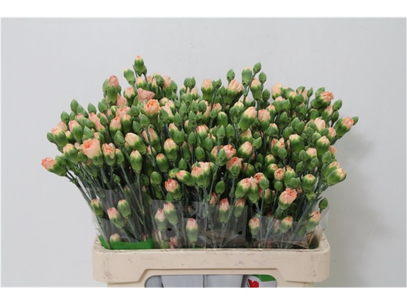 Nagelj Nectarine X10 c3777