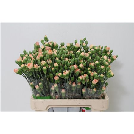 Nagelj Nectarine X10 c3777
