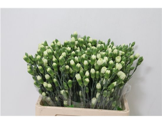 Nagelj Parsley x20 c3778