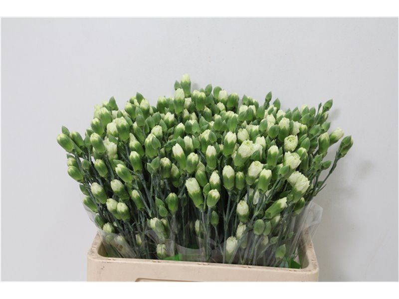 Nagelj Parsley x20 c3778
