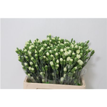 Nagelj Parsley x20 c3778