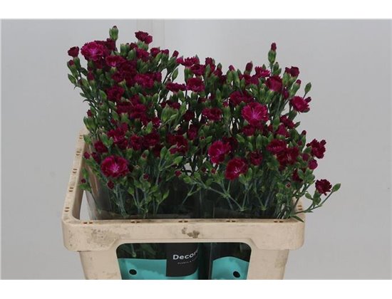 Nagelj Single flowered Hollands Lilliput Forever c3784