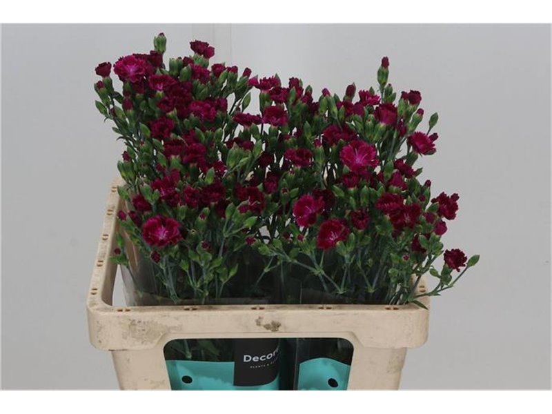 Nagelj Single flowered Hollands Lilliput Forever c3784