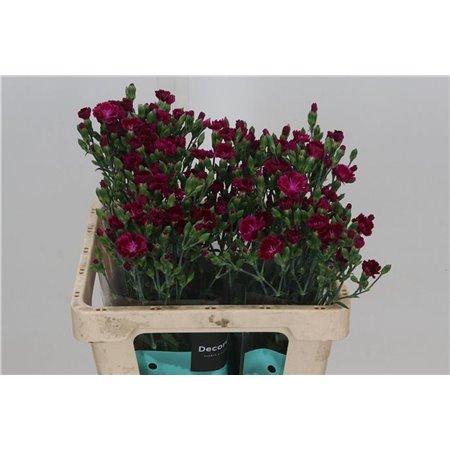 Nagelj Single flowered Hollands Lilliput Forever c3784