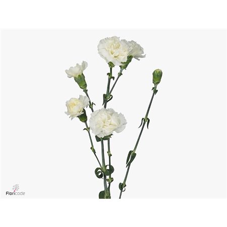 Nagelj Single flowered Solomio Cas c3789