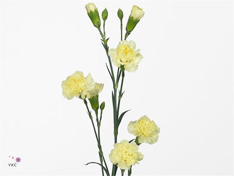 Nagelj Xanthe Yellow x20 c3792