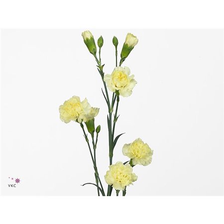 Nagelj Xanthe Yellow x20 c3792