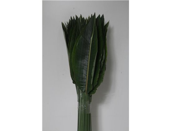 Strelicija Leaves c3804