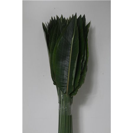 Strelicija Leaves c3804